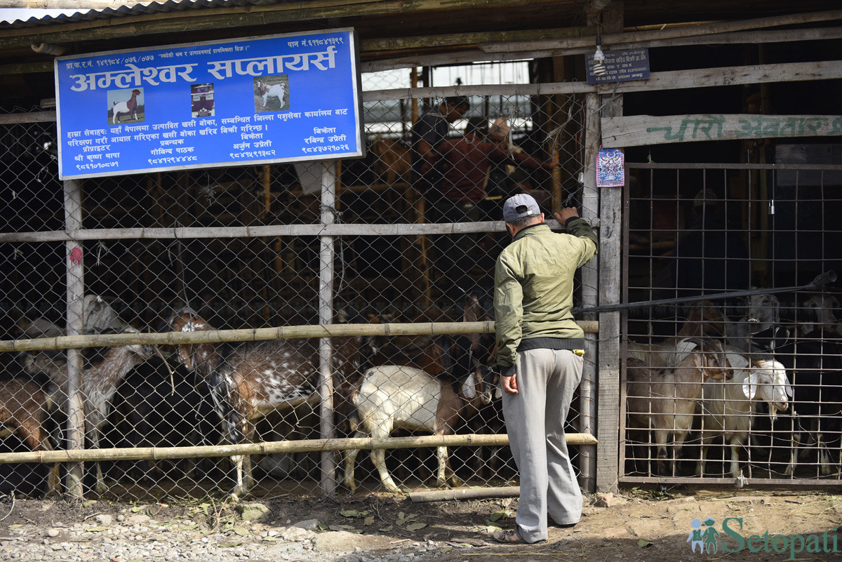 https://www.setopati.com/uploads/shares/समाज/goat/Goat Market (1).JPG